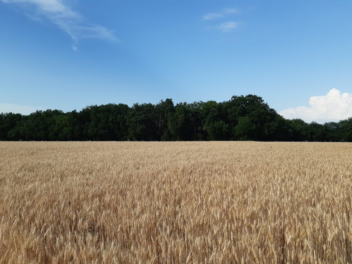 DESANGOSSE's tweet photo. 🚜Dans le Sud-Ouest, les blés ont malheureusement attaqués à "virer". Les #moissonneuses sont entrain d'être révisées pour bientôt attaquer la #moisson2022
Et vous, comment se prépare la #moisson ?
⬇️Dites-le-nous en commentaire⬇️
#PositiveProduction https://t.co/evBGSkNCom