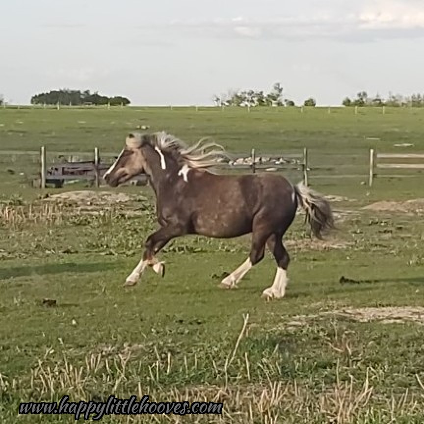 HoovesHappy's tweet photo. Frosty looks so beautiful when he runs! #happylittlehooves #frostythepony #ponyhour #ponies #shetlandpony #silverdapple https://t.co/gKbH9FkqE9