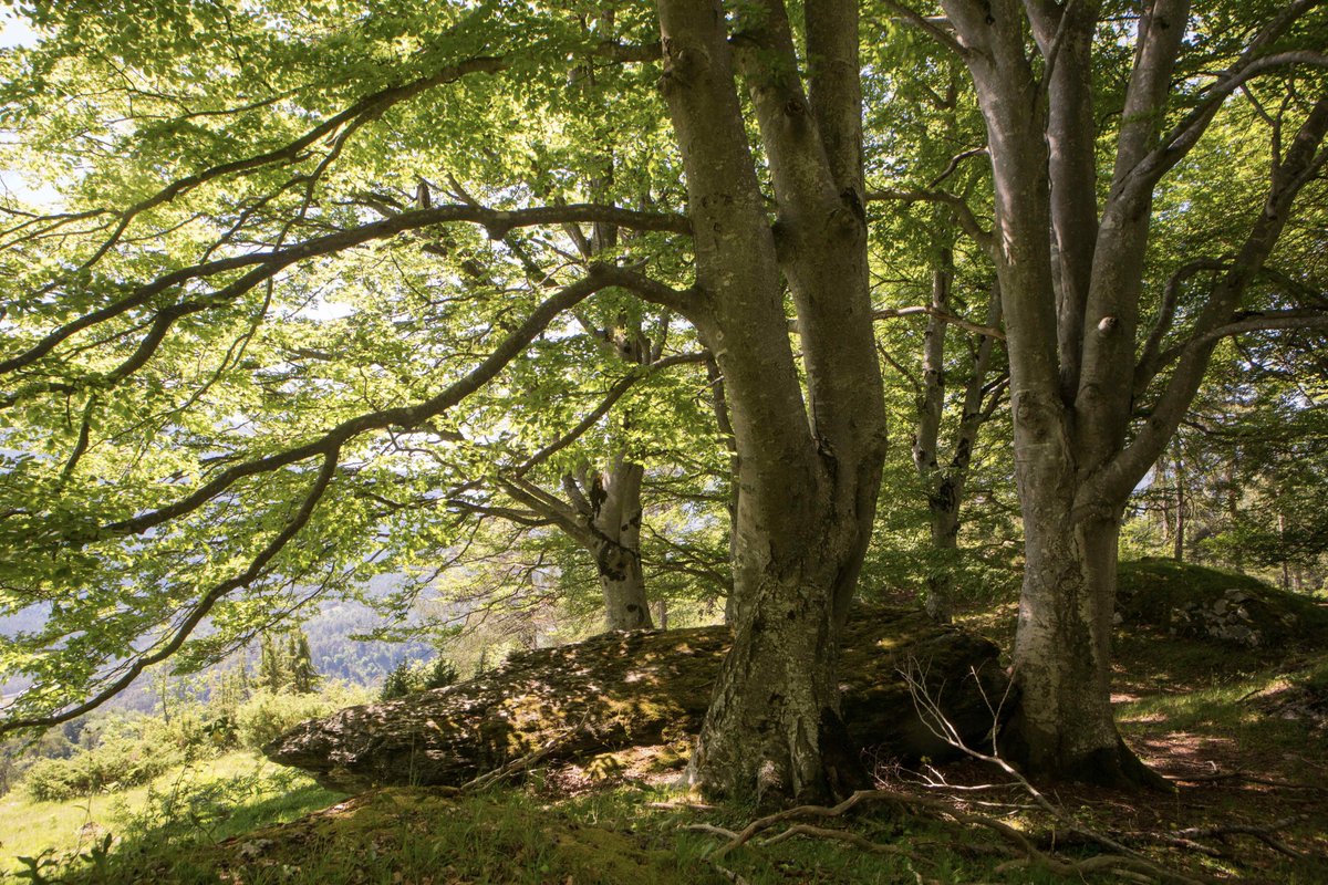 ConradAmber7's tweet image. Die beste #ATEMLUFT unserer Welt ist in unseren #naturnahen #WÄLDERN. Gefiltert vom #Feinstaub, gesättigt mit #Sauerstoff, klar, kühl, rein. Nirgends können wir mehr für unsere #Gesundheit tun, als im Wald! #Bewegen, #atmen, #gesunden. conradamber.at