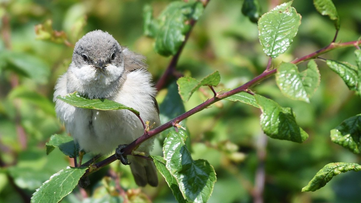 A fluffy #LesserWhitethroat, at least that's what I think it is.  

#TwitterNatureCommunity #365DaysWild #wildlife #birdphotograpghy #nature #birdtwitter #warbler