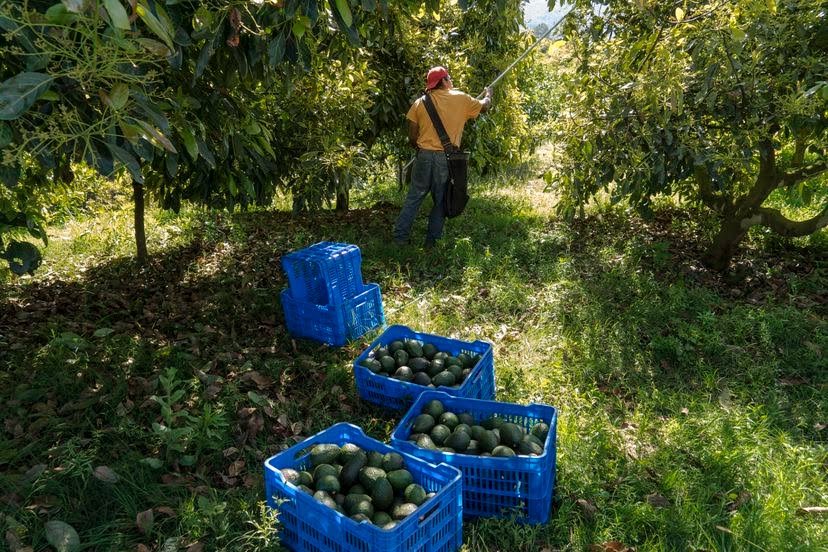 With the demand for the fruit growing in the US and Europe, Kenya overtook South Africa last year to become the continent’s top avocado exporter.