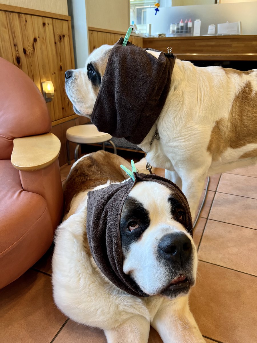 換毛期の季節ですがセントバーナードの換毛期あるあるがこちらです 影分身 もはや脱皮 Togetter