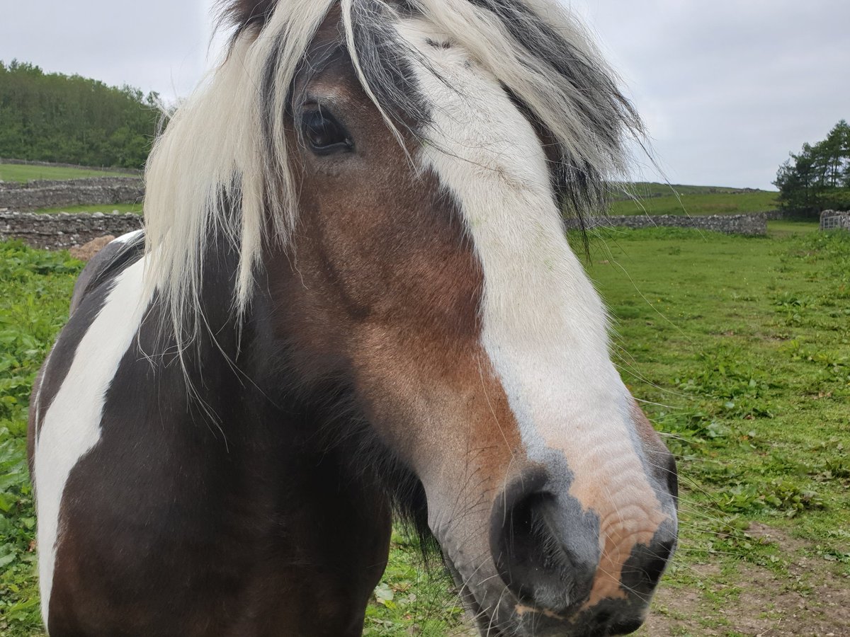 Good morning Tuesday &amp; to everyone. Lovely to see the cows turned out, they are really enjoying being out in the meadows. Met a friendly horse for a nose scratch. Loved the timid calf peeping out from its mother. #ThorntonRust #YorkshireDales
Have a terrific Tuesday!