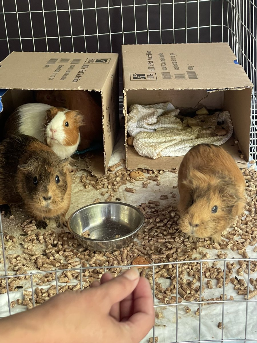 eugenehmg's tweet photo. Not only cats ))) we just receive these 4 little fellas. Will search for a new home now.  Good morning ))) #ukraine #petsofwar #Kyiv https://t.co/3A8gtzXsMc