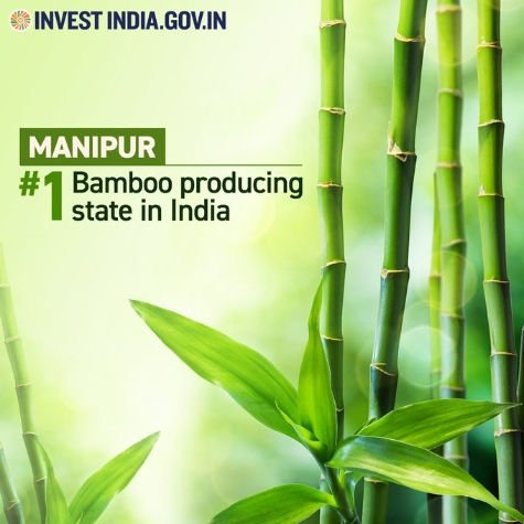 #StateFocus

Manipur accounts for 25% of the total growing stock of bamboo in north-east India. 

Discover more: bit.ly/II-Manipur

#InvestIndia #InvestInManipur #InvestInIndia #BambooIndustry