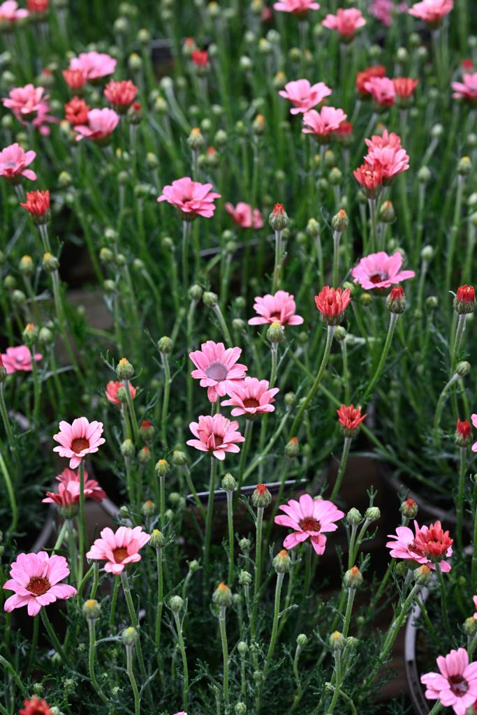 VanHage's tweet image. Beautiful Rhodanthemum, Zagora Pink - delicate pink flowers that the bees and pollinators just love them.
They prefer a sunny position and keep moist but in well drained soil.
#vanhage #springbedding #gardenborders #perennials #polinnators #flowers #bloom #buds #rhodanthemum