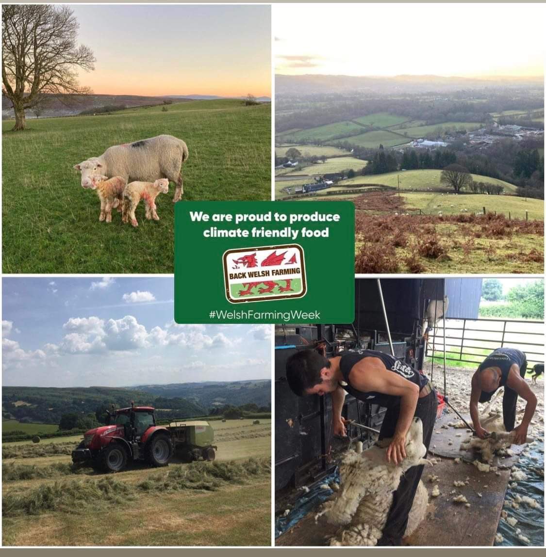 Proud to be part of a family farm and community, producing sustainable food and protecting the beautiful Welsh countryside for future generations #WelshFarmingWeek @NFUCymru
