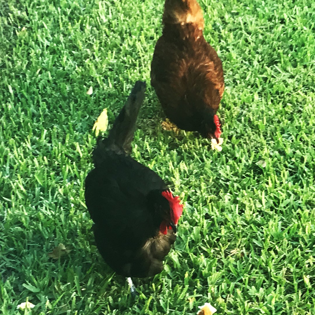 pollofeed's tweet photo. Pollofeed lets you watch live videos of chickens roaming around a coop, and you can instantly feed them from anywhere in the world. It's a fun and interactive way to digitally live a bit of farm life.
#Pollofeed #FEED #henfeed #animal #supportlocalfarms https://t.co/A1SKj2s5uw