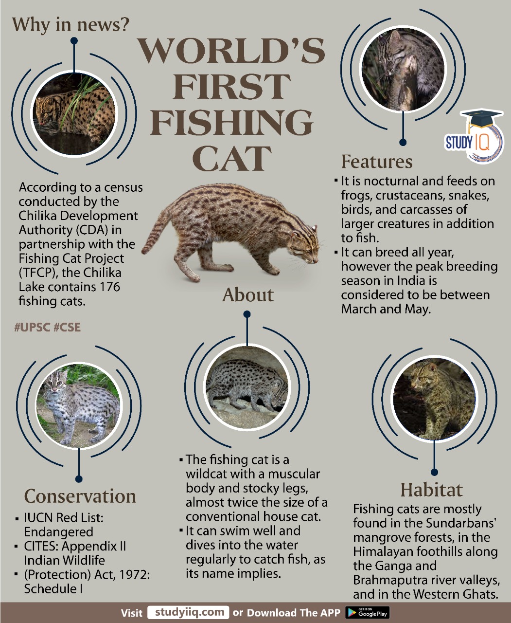UPSC IQ on Twitter "World's First Fishing Cat worldfirstfishingcat