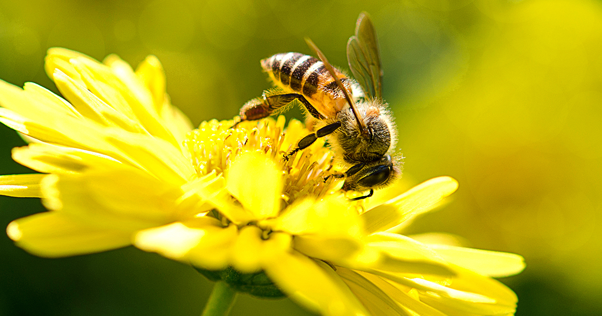 DarlacGardening's tweet photo. Encourage pollinators and beneficial insects to visit your garden. Flowers in bloom should be a ‘buzz’ with them on sunny days 🐝
#pollinators #pollinatorsofinstagram #pollinatorswelcome https://t.co/HTKeUdrq5h