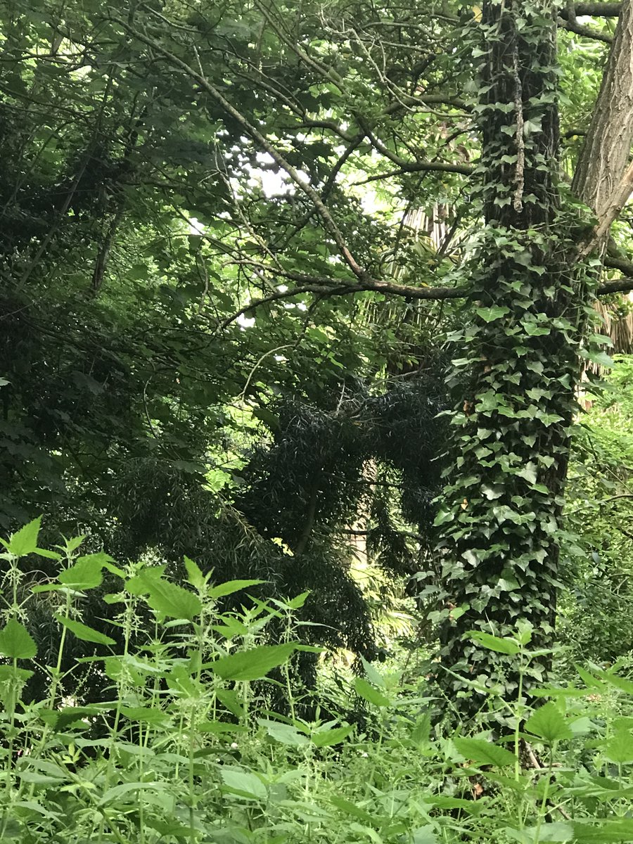 hallamakarem's tweet image. being in nurturing environments where we enJoy ourselves, moving us towards aligned action performed with ease  

bringing this to our "working" spaces is possible, yes!

#creativehosting
#creativeleadership