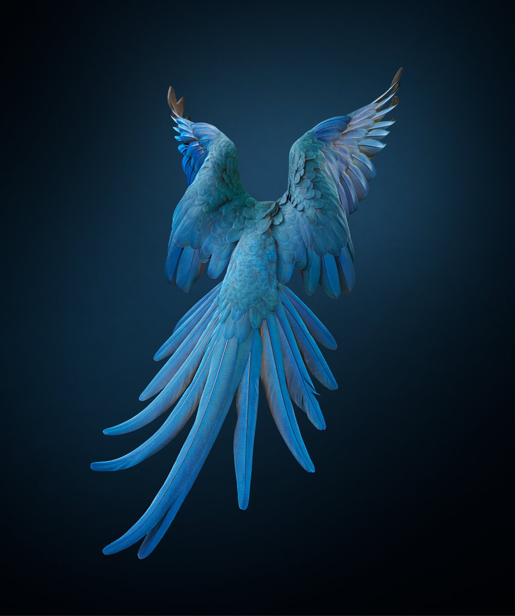 Tim Flach (@timflach) on Twitter photo In support of the first reintroduction of a bird species that is extinct in the wild, I will be releasing a series of NFTs dropping on Nifty Gateway on June 11th. Spix’s Macaws will finally be coming home to Brazil. <a href="/niftygateway/">Nifty Gateway Studio</a> @atlaslabs_ <a href="/actparrots/">ACTP e.V.</a> <a href="/ParrotProtect/">Parrot Protect</a> In support of the first reintroduction of a bird species that is extinct in the wild, I will be releasing a series of NFTs dropping on Nifty Gateway on June 11th. Spix’s Macaws will finally be coming home to Brazil. <a href="/niftygateway/">Nifty Gateway Studio</a> @atlaslabs_ <a href="/actparrots/">ACTP e.V.</a> <a href="/ParrotProtect/">Parrot Protect</a>