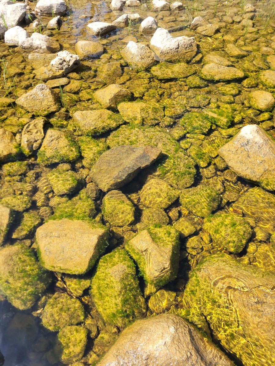 encyonopsis's tweet photo. too much of a good thing - Chaetophora & diatoms in the #phytobenthos #Lough #Mayo https://t.co/rYan3UxZLa