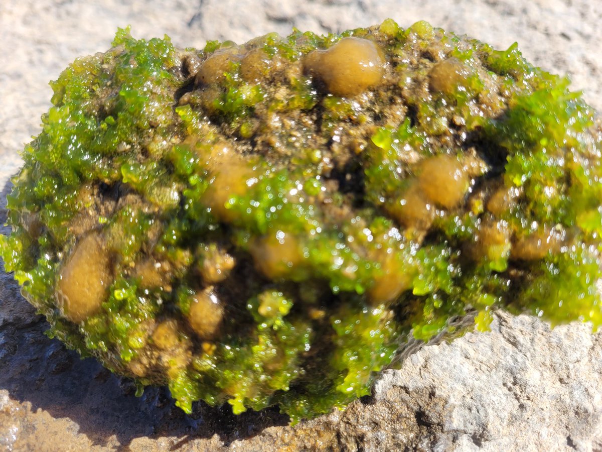 encyonopsis's tweet photo. too much of a good thing - Chaetophora & diatoms in the #phytobenthos #Lough #Mayo https://t.co/rYan3UxZLa