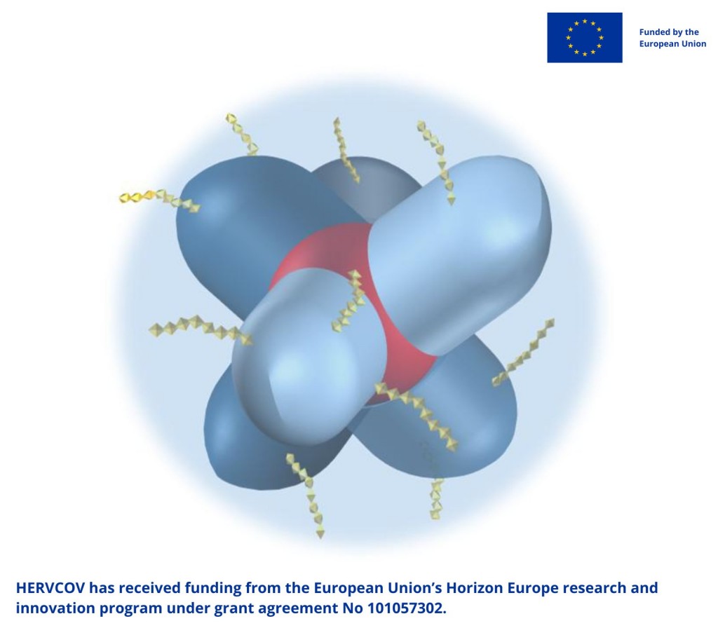 hervcov's tweet photo. The study behind #HERVCOV is focused on the HERV-W-ENV protein, a molecule found to be induced during #SARSCoV2  infection and present at high levels in the
blood of patients with severe #COVID19 and has been associated to the so-called #LongCovid disorders. https://t.co/MspGDSs8xx