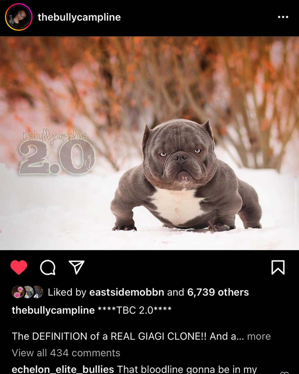 Yes yes baby’s coming soon My Bully gettin Pregnant by him 2marw the MAN HIMSELF 2.0💦📌🙌🏽 semin on its way 2day will be it here in the am🌪🌪  so READY FOR THIS BABY.. #exotic #exclusive #microBullys #MiagiBlood #2.0 #TBC TheBullyCamplines 2.0 #10k or bettah maybe #15k LFG ✨☝🏽