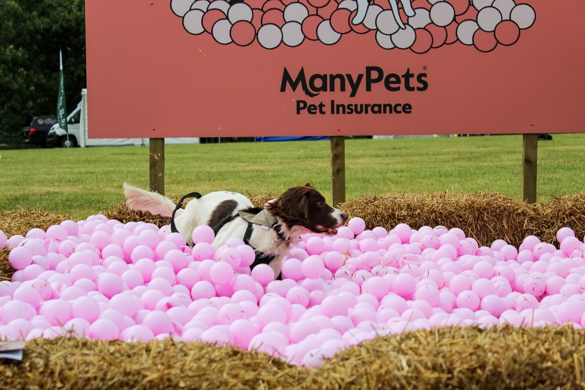 DogfestUK's tweet photo. DogFest x @manypets_uk is the best collab you've ever seen 😊
#dogfest #manypets https://t.co/hXDhdKL2kk