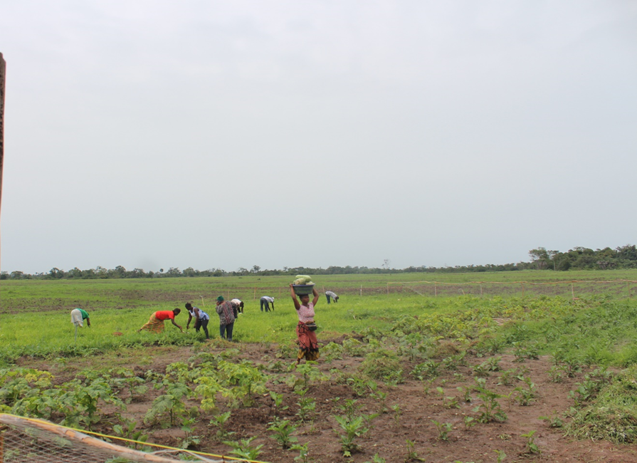 UNOPS Sierra Leone tweet media
