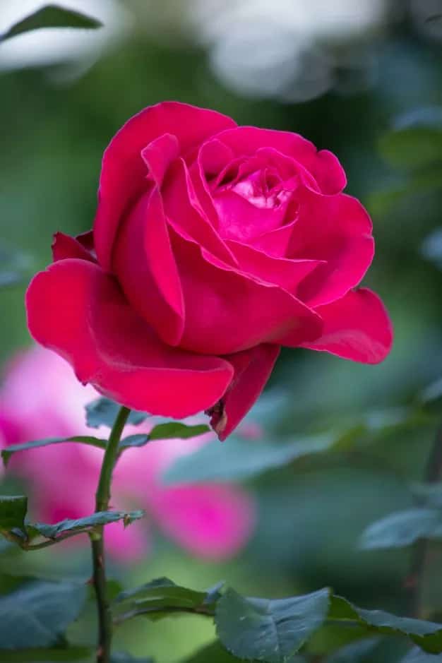 JimiLala's tweet photo. मेरा खिलता भारत https://t.co/CRhLZNuyZQ