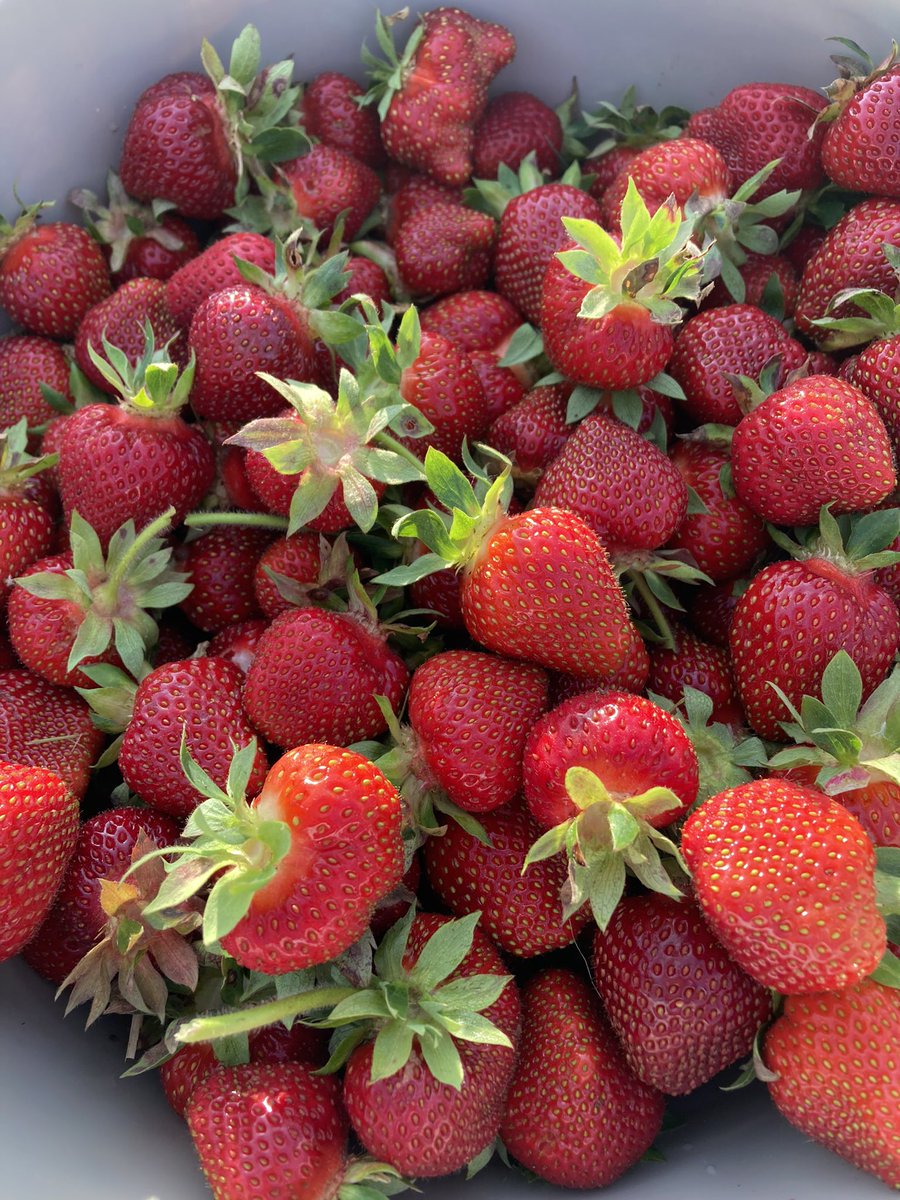 VirginiaCWriter's tweet photo. For the new followers who are here for the strawberries. My husband and I are new to growing them. We planted 1k plants in 2020, 2k in 2021, and plan on planting 2k in 2022. This is still a very small patch farming-wise but I’ll try to give you tips 👇 https://t.co/z1dMlpY7AP