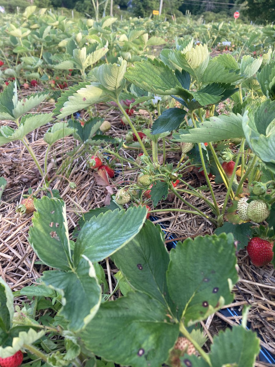 VirginiaCWriter's tweet photo. For the new followers who are here for the strawberries. My husband and I are new to growing them. We planted 1k plants in 2020, 2k in 2021, and plan on planting 2k in 2022. This is still a very small patch farming-wise but I’ll try to give you tips 👇 https://t.co/z1dMlpY7AP