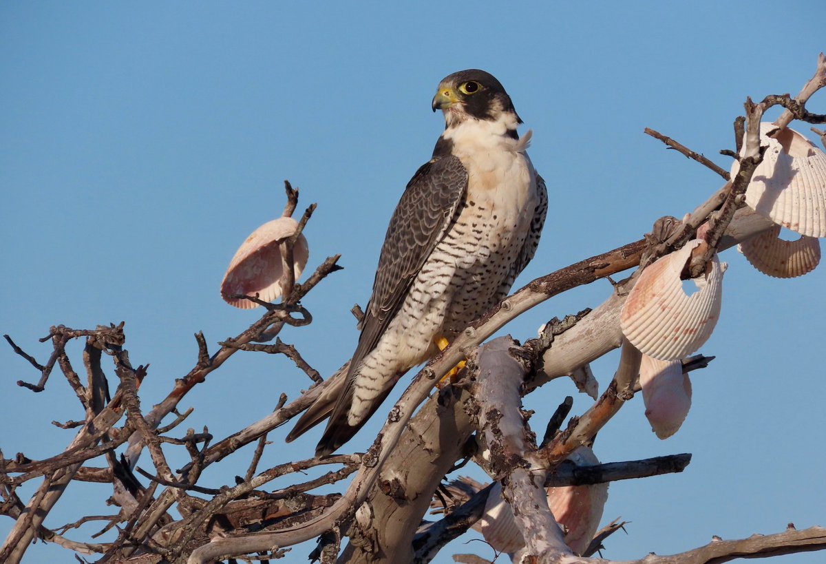 We have announced the categories for the 2023 calendar photo contest!

stpeteaudubon.org/2023-calendar-… 

Photo: Peregrine falcon by Kara Cook | 2022 calendar contest entry