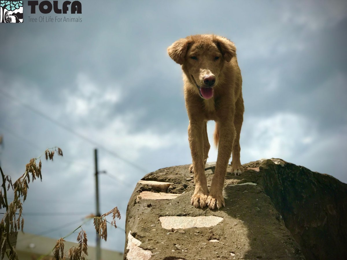 TOLFA Tree Of Life For Animals (@TOLFAcharity) / Twitter TOLFA Tree Of Life For Animals (@TOLFAcharity) / Twitter