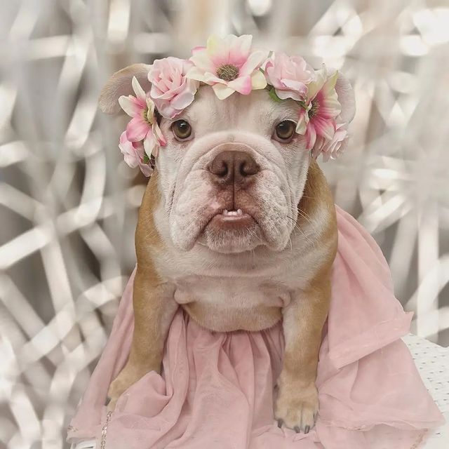 Bulldogmode4 tweet picture