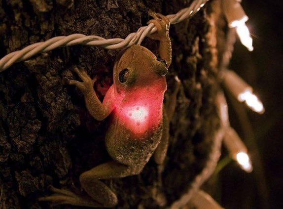 topdusavoir's tweet photo. Pour se rechauffer, cette grenouille a avalé une petite ampoule d'une guirlande lumineuse : https://t.co/fUUK9Ta7YI