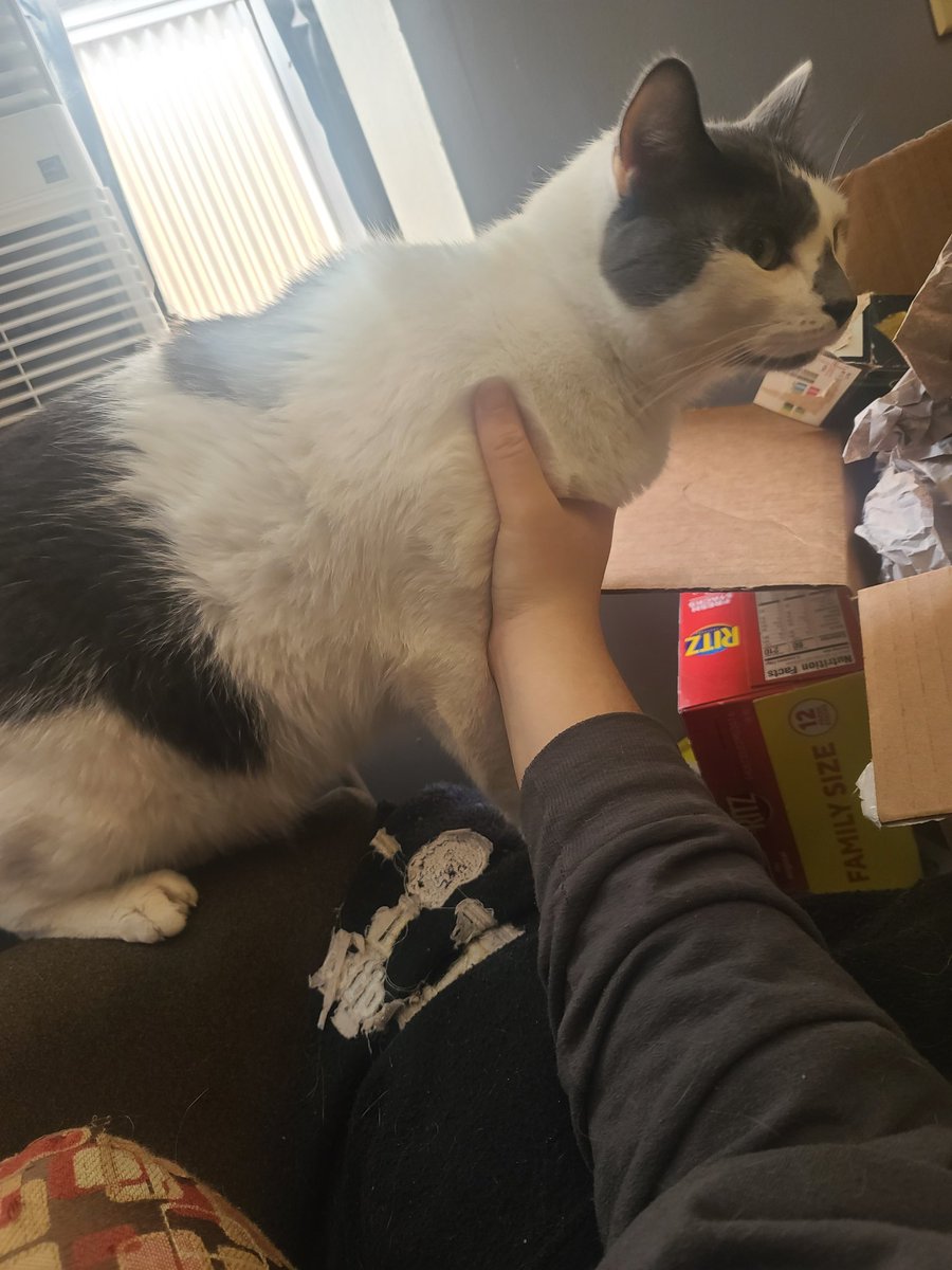 juicybeany's tweet photo. Another update.. I think he'll be quite alright. Here is him fighting against me to get in a box, and him #Hedgewatch'ing. He seems to be getting better lol #CatsOfTwitter #CatsOnTwitter #Cats https://t.co/ISY8CTSgSh