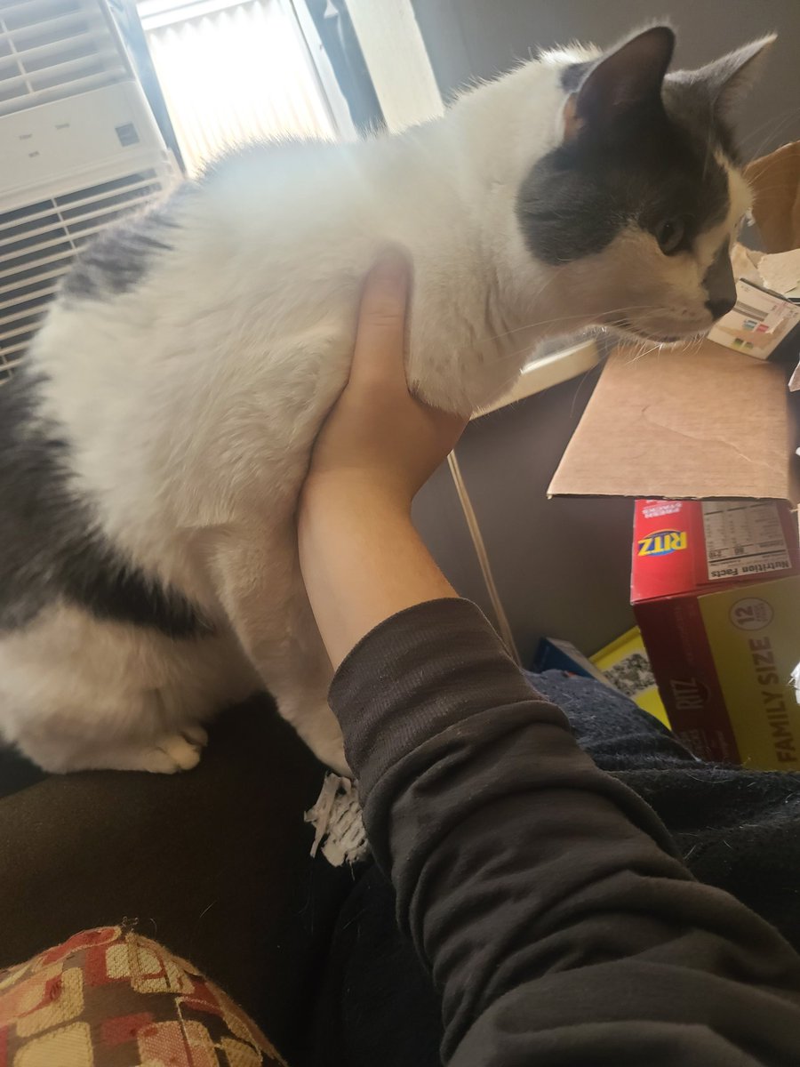 juicybeany's tweet photo. Another update.. I think he'll be quite alright. Here is him fighting against me to get in a box, and him #Hedgewatch'ing. He seems to be getting better lol #CatsOfTwitter #CatsOnTwitter #Cats https://t.co/ISY8CTSgSh
