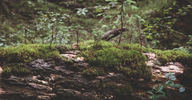 BaySF_Direkt's tweet photo. Braucht der Wald eine:n Förster:in? 💭
Unser Forstbetrieb #Ebrach gibt am 10.06. um 15 Uhr wieder eine spannende #Waldführung zum #Naturwaldreservat Brunnstube. Treffpunkt ist der Parkplatz Dreiherrenbrunnen Ebrach, Anmeldung bitte direkt beim Forstbetrieb 💯 #AgainWhatLearned