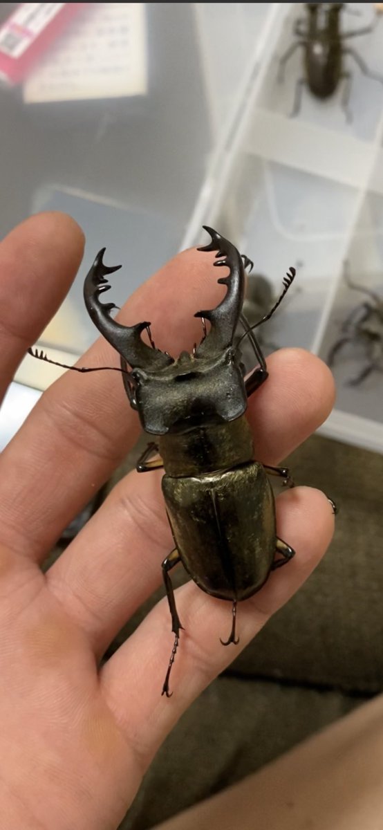 去年街灯で取った70mのミヤマ
体は華奢だったけど
顎がめちゃかっこよかったな😳