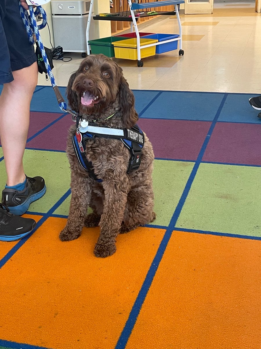 1RFirstGraders's tweet photo. We had a special visitor today! Willy, the therapy dog from Arlington High School, came to visit 1R. Thank you Andrea Razi-Thomas for bringing him. It made our day! 🐶 https://t.co/TcGRrwtElp