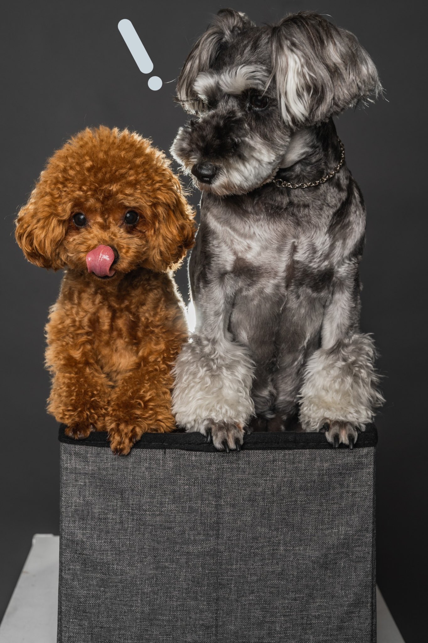 Calib アニメ好きカメラマン いぬのきもち 写真好きな人と繋がりたい シュナウザー プードル T Co Hqhmqqooiz Twitter