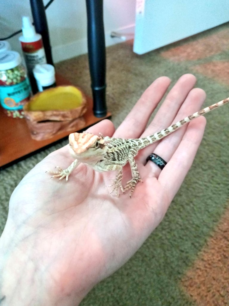 pseudo_dragon's tweet photo. https://t.co/28sKEaZPNG