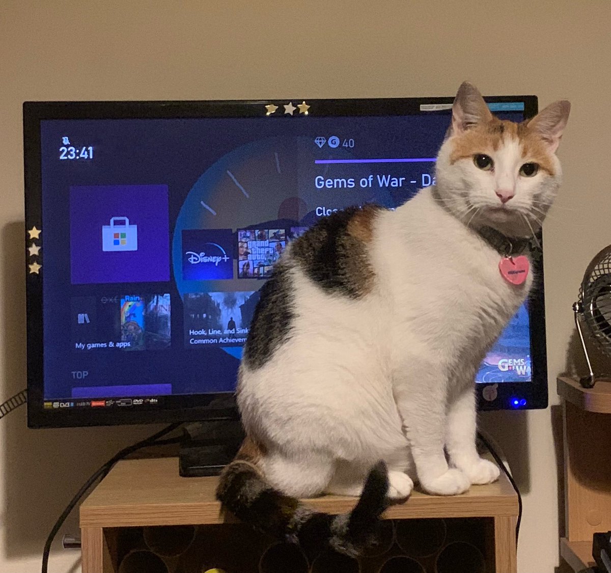 I sat in the way until I got treats 🐱 #Waiting #Treats #CatsOfTwitter #Cat #Kitty