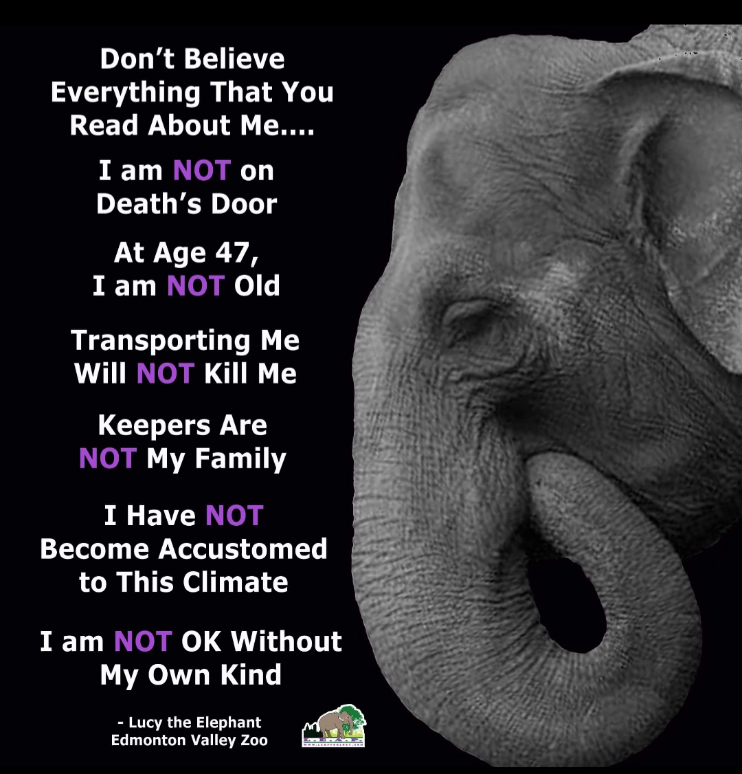 ElephantsRule's tweet photo. Lucy. Asian elephant in EdmontonZoo. Can #iucnasianelephantgroup discuss her case & hundreds of #elephants in #US #Canada?
#Janinebrown
#ShermineDesilva
#EllenDierenfeld
#LoriEggert
#MarthaFischer
#HankHammatt
#ErinIvory
#NilangaJayasinghe
#SusanMikota
#JoshuaPlotnik https://t.co/cdQOOGwVNE