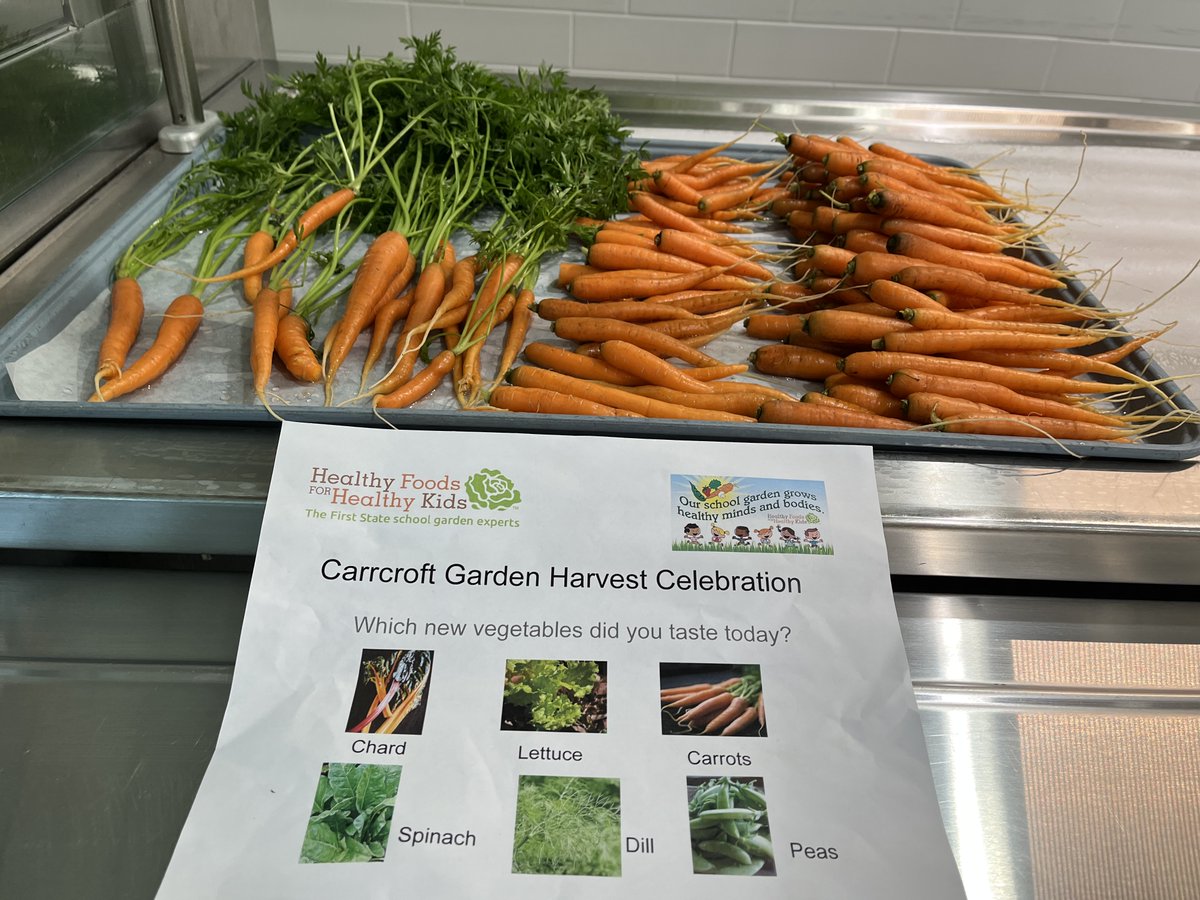 Fresh Carrots from the Carrcroft Garden! #carrcroftchampions #carrcroftstory <a href="/HealthyFoodsDE/">Healthy Foods DE</a> <a href="/BSDk12/">Brandywine School District</a>