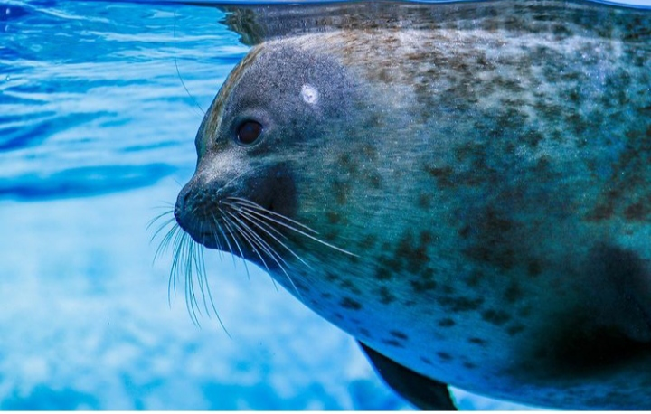 HaveSeal's tweet photo. https://t.co/QHlKbFNEL6