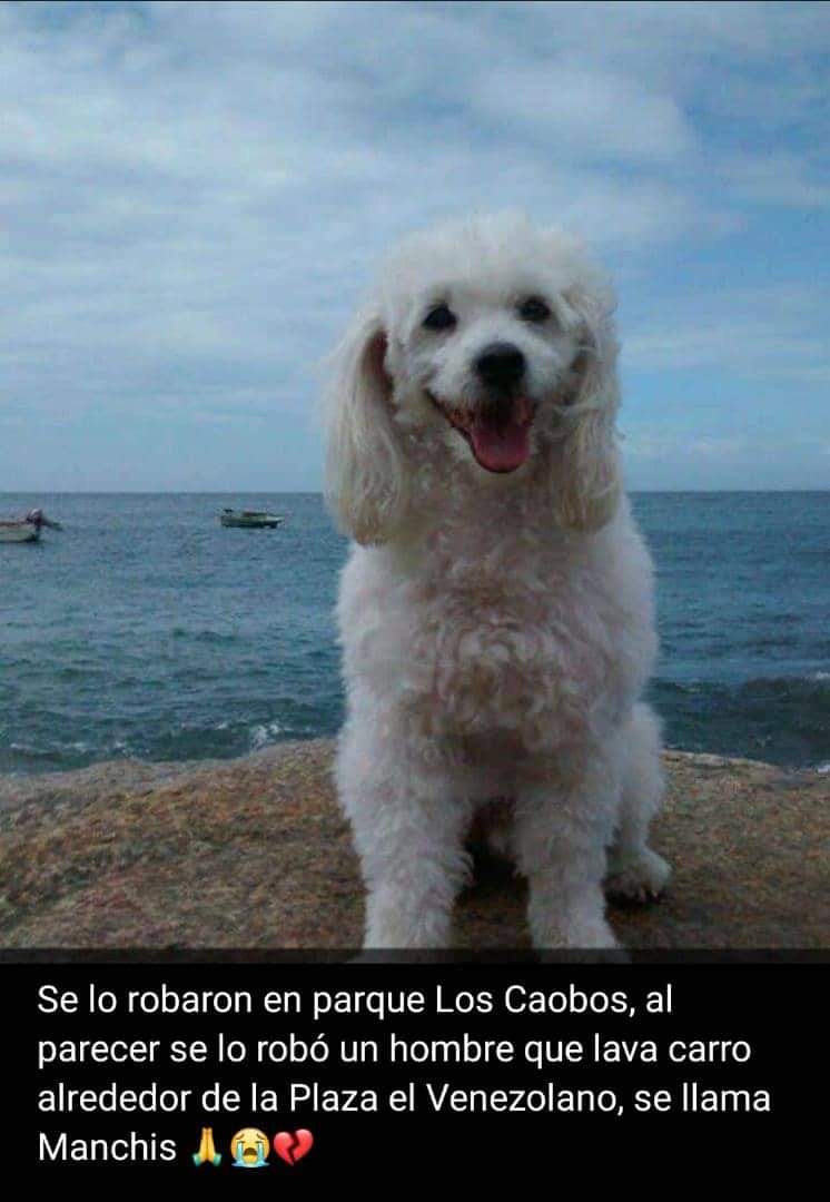 PerroUsuario's tweet photo. Su familia lo busca RT @volknsoni:  #Manchis se extravió o lo robaron en parque Los Caobos. #Caracas 
Ver detalles en foto. Su familia lo busca con desesperación. https://t.co/23CUAkmipk