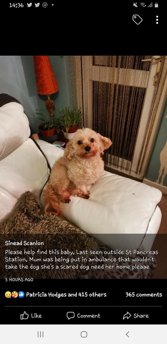 #Appeal #Missing #Missingdog Owner had to get in #Ambulance and they wouldnt let her dog on so she was #abandoned 💔 last seen outside @StPancreasStation #EustonRoad #London #lostdog #lostpets facebook.com/groups/lostmis…