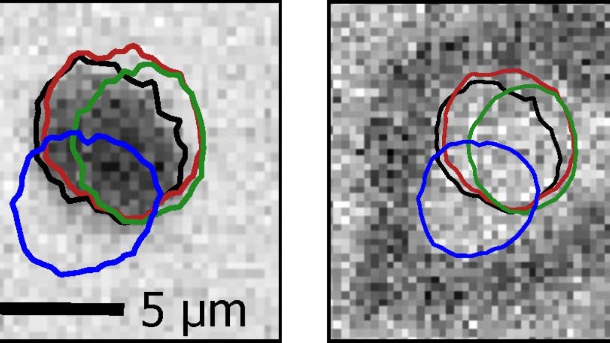 Kollaboration aus experimentellen und theoretischen Physikern legt die Basis, um Pinningeffekte bei #Skyrmionen zu verstehen // Koordination durch #UniMainz uni-mainz.de/presse/aktuell… #TheoretischePhysik #ExperimentellePhysik 

Abb./©: Raphael Gruber, JGU