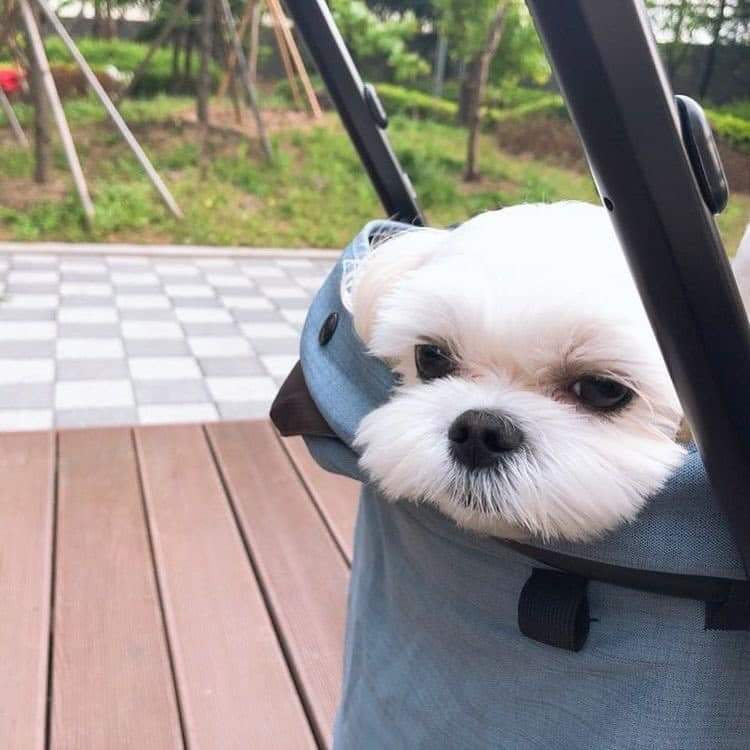 misskoreaJisoo's tweet photo. Bona diciendo que el mejor perro que ha visto es Dalgom 😭😭

"El mejor perro que he visto"
"Es Dalgom"

I vote for #Snowdrop #SérieAsiática + 
#Jisoo #DestaqueSérieAsiática  on #SECAwards (@BLACKPINK) https://t.co/lkTi4cKPU6