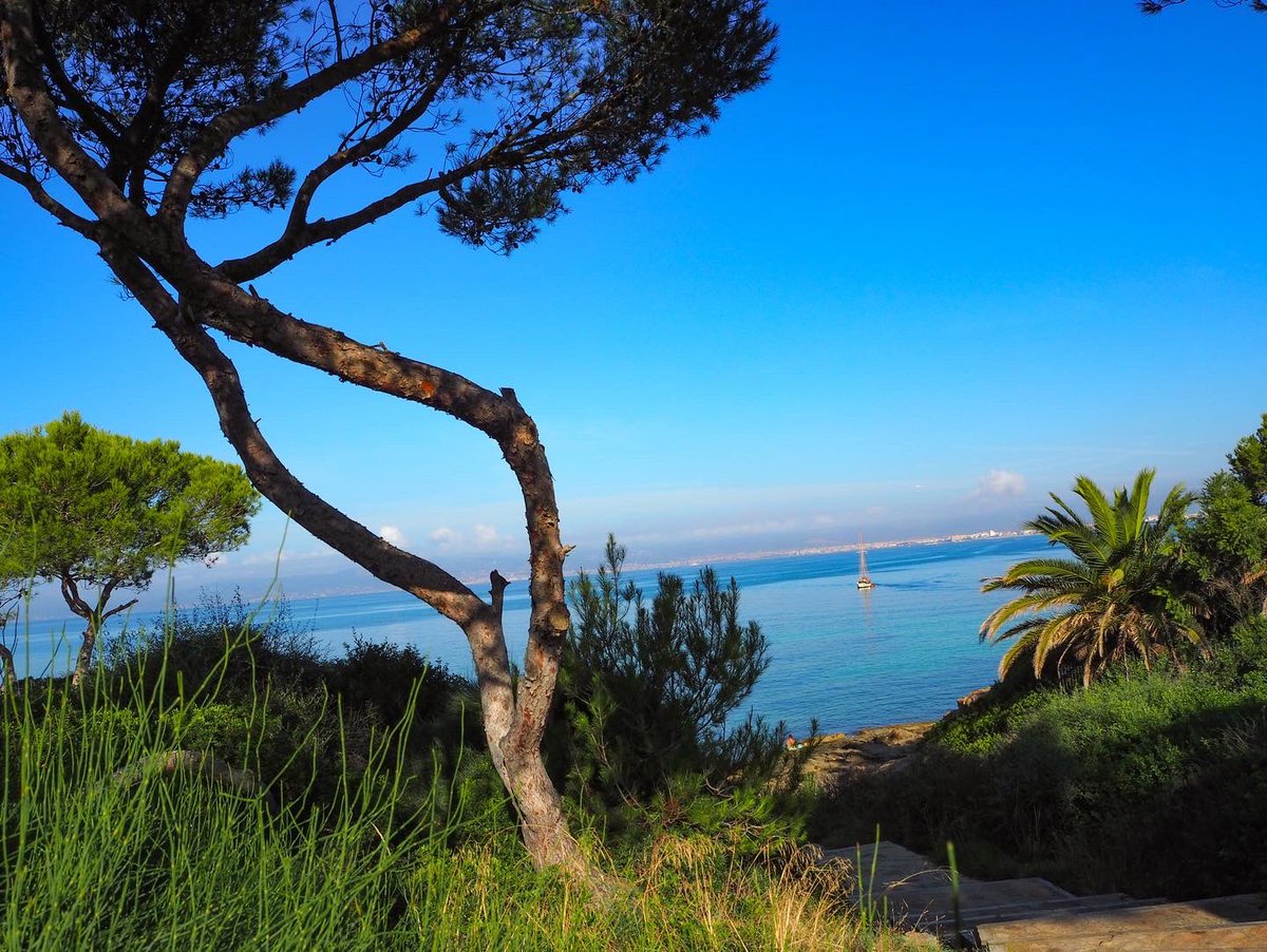 FreewheelHols's tweet photo. Explore Palma, enjoy delicious food and witness breathtaking scenery.

🚲 Majorca Bull’s Eye
📍 Spain

#travel #Leisurecycling #Majorca #Mallorca #Cycling #Spain https://t.co/dHCot0S12s