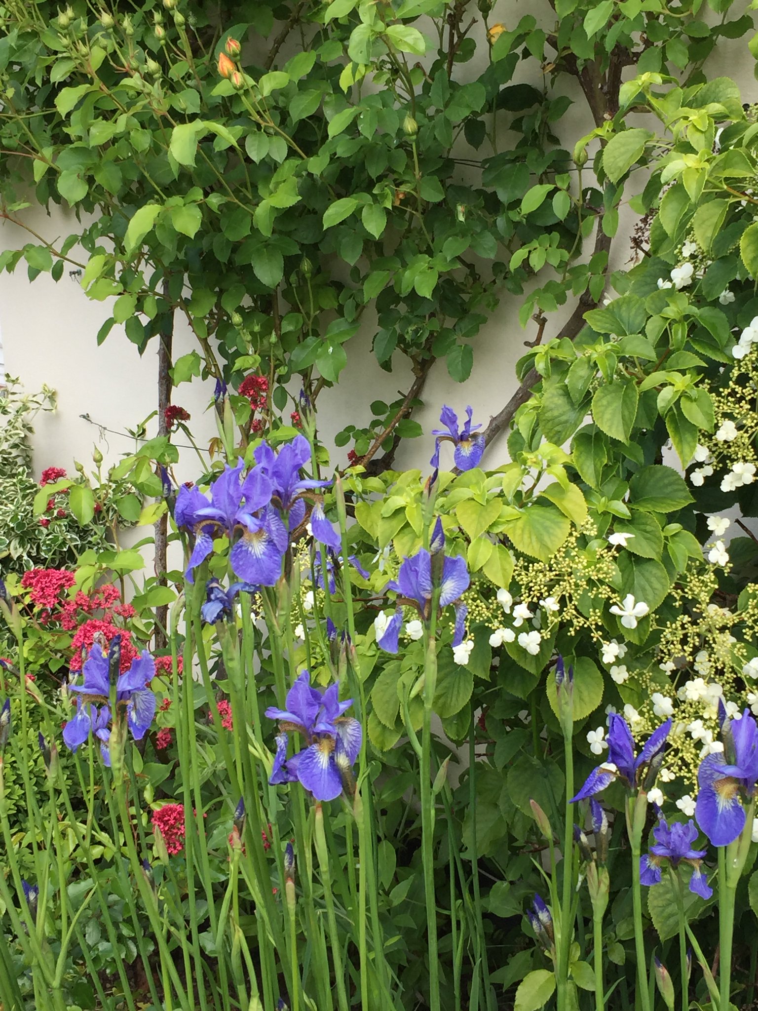 Mulsford on Twitter "The iris flower represents faith, hope, courage