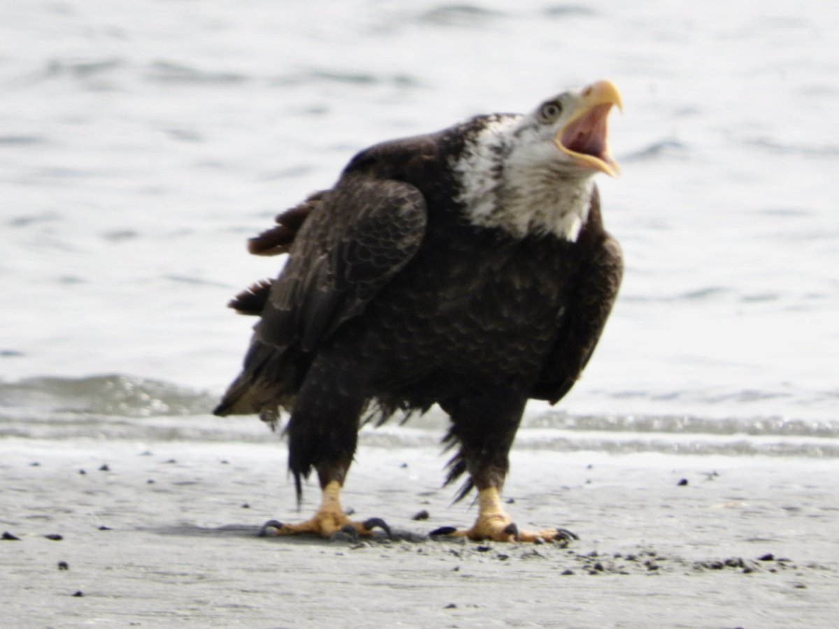 A bald eagle landed in Boundary Bay yesterday and had a lot to say