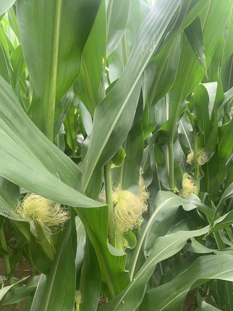 loafspeed's tweet photo. New @PioneerSeeds P1718VYHR looking stout in Southern Oklahoma. Can’t wait to see how it yields in this high input, irrigated environment. #pioneerseeds, #CornRevolution https://t.co/AOY83G7e95