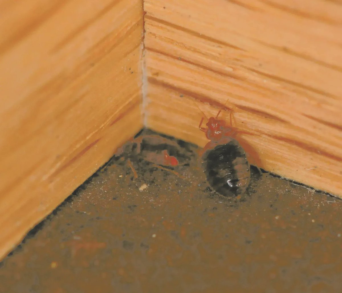 PestWorld's tweet image. #BedBugs are most easily identified by small reddish-brown fecal spots on mattresses, upholstery or walls. 🔍These spots could indicate a #BedBugInfestation. Check out this pest guide to learn more. #BBAW #BedBugsAwarenessWeek buff.ly/2Hkp26t