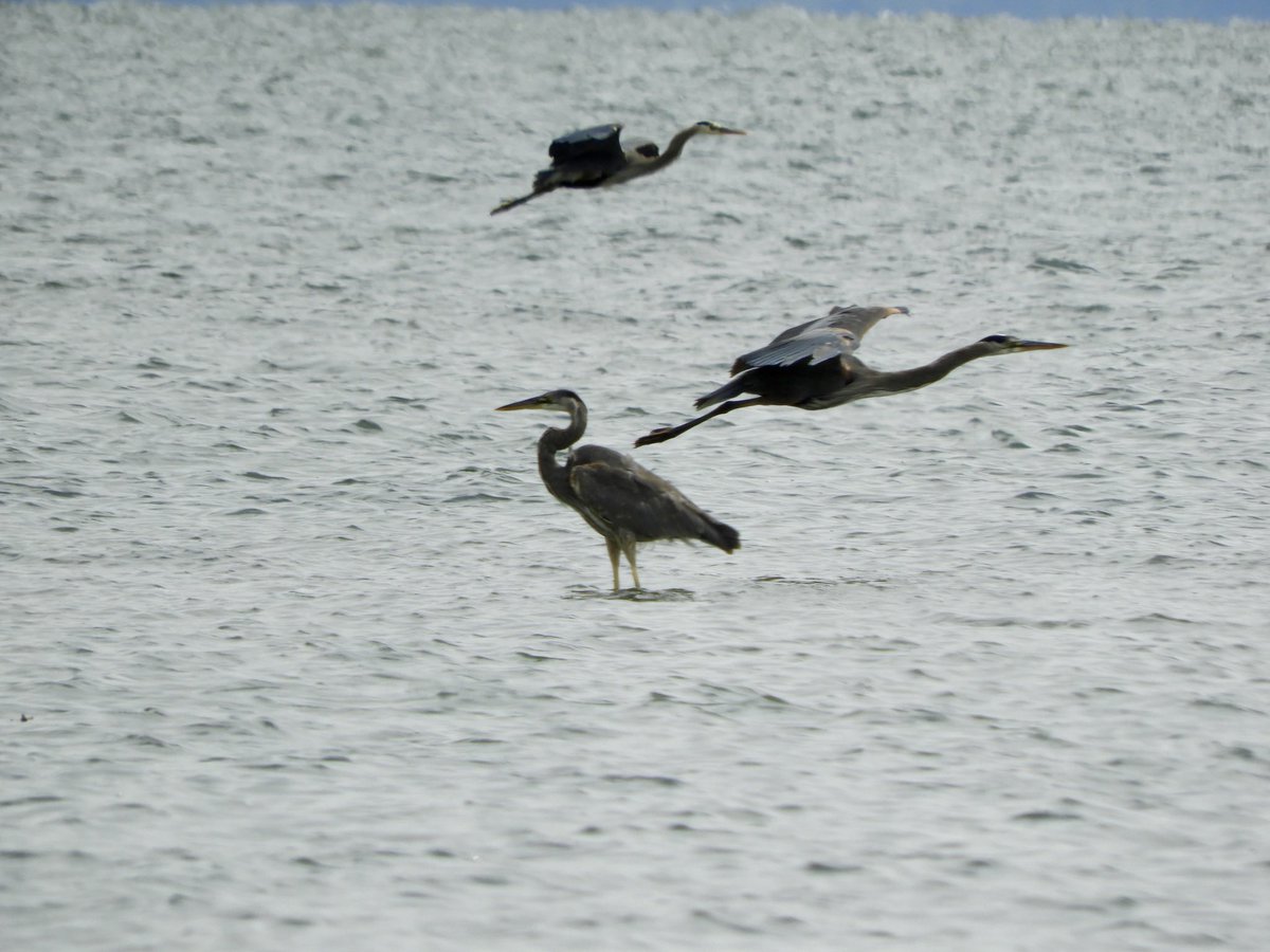 Saw 9 herons yesterday fishing. A remarkable sight in Boundary Bay